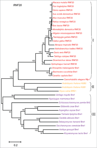 Figure 1. Multiple species phylogenetic tree of RNF20. Phylogenetic tree of RNF20 proteins was constructed by MEGA 6.0 with the Neighbor-Joining (NJ) method. We performed 1000 bootstrap replicates. And I, II, III represent different groups, with I representing animals, II representing plants, III representing fungi.