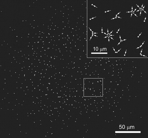 Figure 4. SEM images of the deposited particles on a wafer at rest. Gray arrows in the inset image indicate PSL particles whose average diameter is 0.814 µm.