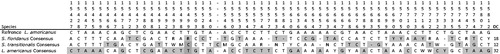 Figure 2. Mitochondrial DNA control region nucleotides used for specimen identification to distinguish among three lagomorph species: eastern cottontail (Sylvilagus floridanus), New England cottontail (S. transitionalis), and snowshoe hare (Lepus americanus). Highlighted nucleotides are diagnostic characters (DC) and vertical numbers above nucleotide position indicate their position in the sequence alignment inclusive of all haplotypes, relative to the reference sequence (GenBank accession: NC024043) starting at position 15357 and ending at 15895. A – indicates a gap in the alignment. Only diagnostic characters are shown here. Supplemental Figure 1 should be used for sequence alignment for species identification.