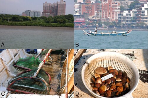 Figure 2. A, Environment of type locality; B, local fisherman catches Asian hard clams in single small boat; C, use of a bull raker as harvesting gear; D, harvested wild Asian hard clams.