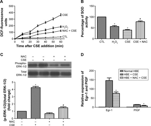 Figure 5 Effects of CSE on the ROS surge in 16-HBE cells.
