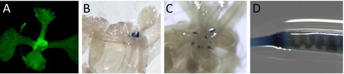 Figure 3. Tissue-specific pMt-Zn-CCHC expression in A. thaliana. GFP signal localization in shoot apical meristem (A); GUS signal in the base of shoot apical meristem at 13 (B) and 27 days-old seedlings (C), and in the base of the siliques (D).