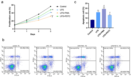 Figure 2. Effect of NF-κB pathway on proliferation and apoptosis of LPS-induced hPDLSCs. A: Detection of proliferation of hPDLSCs by CCK-8 assay; B-C: Detection of apoptosis of hPDLSCs by flow cytometry. hPDLSCs, human periodontal ligament stem cells; LPS, Lipopolysaccharide; PMA, NF-κB pathway agonist; PDTC, NF-κB pathway inhibitor. *P < 0.05 and **P < 0.01 vs. control group, #P < 0.05 vs. LPS group.