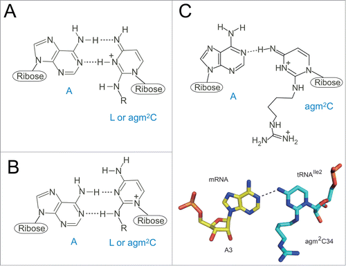 Figure 3. Chemical structures of wobble cytidine modifications base-pairing with A. (A, B) Two models of L-A base pairings. As several resonance forms of L are possible, the positive charge of the base is delocalized. “R” represents a side chain of L. Imine tautomer of L pairs with A in a Watson-Crick geometry (A). Enamine tautomer of L pairs with A in a wobble geometry (B). (C) An agm2C34-A3 base pair at the ribosomal A-site observed in the crystal structure of a 70S ribosome in complex with tRNAIle2 and an AUA codon. An imine tautomer of agm2C is described as a representative of a number of possible tautomers. Coordinates are obtained from 3ZN7.