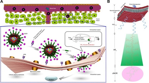 Figure 1 (A) Enhanced intracellular penetration and antitumor efficacy of cyclic peptide ligand-modified accelerating active targeted nanoliposomes containing Dox using tiR9 as an accelerating motif (cNGR-tiR9-Lip-Dox system). The system can enhance accumulation of active targeted Lip at tumor sites, due to the EPR effect and long-circulation effect afforded by the PEG chain. Active targeting was achieved upon ligand binding by targeting cNGR with oversecreted APN receptors present in the tumor microenvironment. tiR9 was adopted to cross cellular or subcellular membrane barriers, and was beneficial in promoting the cellular internalization and uptake of active targeted cNGR-Lip for deep intracellular delivery, due to the penetrative function of oligoarginine. (B) Surface-structure design of the cNGR-tiR9-Lip-Dox system. tiR9 was coupled with the PEG chain and cNGR moiety, yielding a polyarginine-insert-guided cNGR-tiR9-PEG2,000-DSPE conjugate and a further cNGR-tiR9-Lip-Dox system.Abbreviations: APN, aminopeptidase N; cNGR, cyclic asparagine–glycine–arginine; Dox, doxorubicin; DSPE, distearoylphosphatidylethanolamine; EPR, enhanced permeability and retention; Lip, liposomes; PEG, polyethylene glycol; tiR9, tandem-insert nona-arginine.