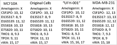 Figure 2. STR analysis of original and UFH-001 cells compared to the ATCC STR marker profile of MCF10A and MDA-MB-231 cells. The Molecular Genomics Core at the Moffitt Cancer Center analyzed the original cells. The UFH-001 cells were analyzed by bioSYNTHESIS (first sorting) and by IDEXX BioResearch (second sorting) with identical results.