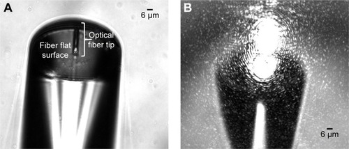 Figure 1 Bright-field microscopic images of the fabricated polymeric tip on the top of a single mode optical fiber dropped into a solution of distilled water.Notes: (A) The optical fiber image focus plan; (B) the fiber focus plan, and with the laser source turned on for back-scattered signal acquisition after the light input signal interacts with the surrounding media where the micro-lens is dipped.