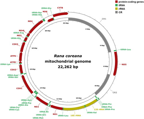 Figure 2. Mitochondrial genome map of Rana coreana. Mitochondrial genome map. Genes located outside the circle are transcribed in the heavy-strand direction, whereas genes inside the circle are transcribed in the light-strand direction. The genomic coordinates of R. coreana mitochondrial genes are summarized in Table S2.