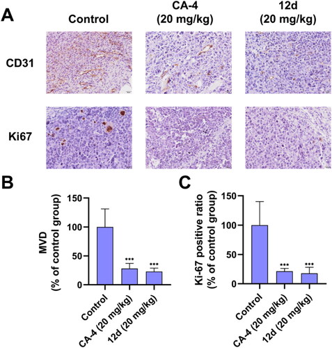 Figure 12. (A) Representative images of IHC-stained markers CD31 and Ki67 in tumour tissue. Scale bar = 20 µm. Histograms showed the relative percentages of (B) microvessel density assessed by prognostic angiogenic marker CD31 and (C) expression level of cell proliferation marker Ki67 in CA-4 (20 mg/kg) or 12d (20 mg/kg) treated group compared with the control group. Error bars indicated SD of three independent experiments. ***p < 0.001, ****p < 0.0001 vs control group.