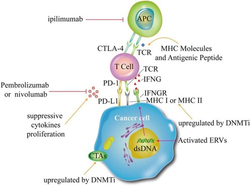 Figure 3 Advantages of Combining DNMTi with immune checkpoint inhibitors.Notes: T cell stimulation is driven by antigen and requires the coordinated engagement of several other receptors and molecules expressed on the T cell surface as well as antigen-presenting cells (APCs) or tumor cells. DNMTi can inhibit different signaling pathways involved in adaptive immune responses and enhance antitumor effects by combining with immune checkpoint inhibitors.
