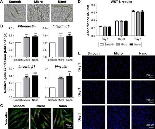 Figure 4 Behavior of human gingival fibroblasts on three types of surfaces.Notes: (A) Cell morphology after 24 hours of seeding. (B) Adhesion-related gene expression (fibronectin, integrin α3, integrin β1 and vinculin) measured with quantitative real-time polymerase chain reaction after 24 hours of incubation. (C) Protein expression of vinculin is detected using immunofluorescence staining after 24 hours of culture; vinculin (red), actin (green) and nucleus (blue). (D, E) Cell proliferation measured with the WST-8 kit and DAPI staining after 1, 3 and 5 days of culture. ***P<0.001 versus Smooth surface.Abbreviation: DAPI, 4′,6-diamidino-2-phenylindole.