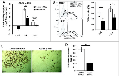 Figure 7. An increase in CD24 mRNA expression is necessary for adipocyte differentiation. (A) Proliferating 3T3-L1 cells were transfected with scrambled control siRNA or CD24 siRNA, and then induced to undergo adipogenesis as described for Figure 1. The mRNA expression of CD24 was determined by RT-qPCR when cells were confluent (Conf), 6 h after addition of IBMX + Dex (Init) and 5 days after addition of insulin (Mat). CD24 expression was normalized to the internal control gene Rplp0 and relative expression levels are shown with respect to levels in confluent control siRNA cells. Data shown as log2 transformed mean ± s.e.m., n = 7. (B) Surface CD24 protein expression was determined by flow cytometry in confluent cells (confl), and 20 h after addition of IBMX + Dex (I-20 h). Percent CD24-positive cells are shown as mean ± s.e.m., n = 3. (C) Intracellular lipid was stained with Oil Red O and cells imaged. Scale bar = 200 μm. One representative field of view of 5 independent experiments is shown. (D) Quantification of Oil Red O shown as mean ± s.e.m., n = 4. *P < 0.05, **P < 0.01.