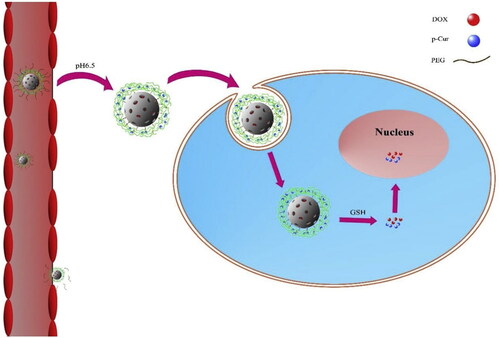 Figure 2. Illustration of the dual responsive nanocarriers for co-delivery p-Cur and Dox. Reprinted with permission from Elsevier (Lin et al., 2019).