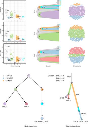 Figure 4 Tumor clonal evolutionary tree. Bell plot and sphere of cells present the dynamics and proportion of clonal subpopulations, respectively. The node-based and branch-based trees describe the clonal relationships and seeding patterns.