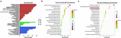 Figure 2. Biological function and pathway assays. (a) GO second class enrichment assay of 39 potential targets for FMNT against atherosclerosis. (b) Bubble chart showing the top 20 biological processes (BP) of GO terms. (c) Bubble chart of top 20 signaling pathways linked to FMNT against atherosclerosis