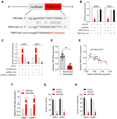 Figure 3 The negative relationship between miR-320a and TMPO-AS1. (A) The prediction targeting site of TMPO-AS1 3′‐UTR combined with miR-320a were shown by using starBASE v3.0. (B) C666-1 or SUNE1 cell was cotransfected with wild‐type 3′‐UTR (wt) or mutant‐type 3′‐UTR (mut) reporter and miR-320a mimic. Luciferase activity was measured. (C) C666-1 or SUNE1 cell was transfected with sh-TMPO-AS1 or pcDNA3.1-TMPO-AS1. The expression of miR-320a was detected using qRT-PCR. (D) miR-320a expressions in 45 paired nasopharyngeal carcinoma and normal tissues were assessed by qRT-PCR. (E) Interactions among SOX4 and TMPO-AS1 was assessed by Pearson’s correlation analysis. (F) C666-1 and SUNE1 cell was transfected with miR-Ctrl or miR-320a. The level of miR-320a was assessed using qRT-PCR. (G and H) Colony formation and Transwell invasion assays were performed with the transfected cells. **P<0.01 compared with miR-Ctrl.