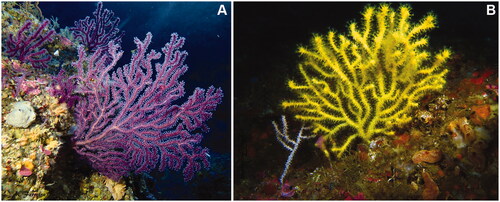 Figure 1. Colonies of Paramuricea grayi belonging to the purple (A) and yellow (B) morphotypes corresponding to the segregating lineages identified in Coelho et al. (Citation2022). Colonies were photographed at two distinct sites off Cape Espichel in western Portugal. The colonies of both color morphs tend to have relatively thin branches compared to the Mediterranean sister species P. clavata (though colonies with thick branches can also be observed in P. grayi, especially in the purple morphotype) and change color when dried or preserved (e.g. in etOH 96%), turning into a black/dark brown coloration. Photo credits: A.C. Ferreira.