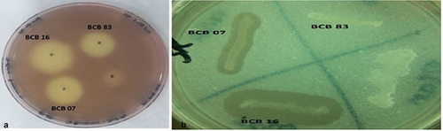 Figure 2. The biocontrol isolates’ hydrolytic enzyme activity. a) isolates’ cellulose hydrolyzing activity in CMC agar medium. b) the isolates’ protease activity in skim milk agar medium (BCB07: Bacillus velezensis), (BCB16: Bacillus amyloliquefaciens) and (BCB83: Bacillus subtilis).