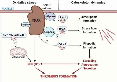 Figure 1. Platelet RhoGTPases regulate ROS formation. Platelet express the most well-known RhoGTPases family members Rac1, Cdc42 and RhoA that regulates actin reorganization within the platelet cytoskeleton. Rac1 and Cdc42 regulate lamellipodia and filopodia formation, while RhoA regulates stress fiber formation. In addition to these classical roles in platelet activity, RhoGTPases have been uncovered as regulators of reactive oxygen species (ROS) formation by modulating the NADPH oxidase complex. Rac1 regulates NADPH oxidase complex assembly by directly binding to p67phox in response to thrombin, as well as GPVI and GPIb agonists. RhoA regulates thrombin-mediated ROS formation by inhibiting p47phox phosphorylation, whereas a potential role for Cdc42 in directly regulating ROS formation remains to be identified. ROS generation triggers a positive feedback loop on platelet activation that promotes further ROS production and amplifies platelet recruitment, activation and aggregation, which ultimately leads to thrombus formation