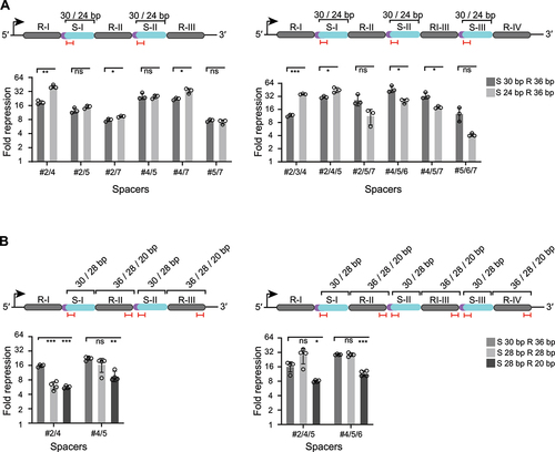 Figure 4. Condensing multi-spacer CRISPR array formats can enhance gene repression. (A) Fold repression values from GFP-based flow cytometry assays with multi-spacer (dual- or triple-spacer arrays) with truncated spacers (24 nts vs. 30 nts) targeting degfp at different locations. Statistical significance was calculated by comparing the fold repression values between the arrays with the native 30 nts spacer length or the truncated 24 nts spacer length. (B) Fold repression values from GFP-based flow cytometry assays with multi-spacer (dual- or triple-spacer) arrays encoding different spacer lengths (30, 24 and 20 nts) and repeat lengths (36, 28, 20 nts) targeting degfp at different locations. Statistical significance was calculated by comparing the fold repression values of the shortened array formats with the native array encoding for 30-nt spacers and 36-nt repeats. The position of the spacer and repeats within the array is indicated in roman numerals (e.g. R-I, S-I). Error bars in (A) and (B) indicate the mean and standard deviation from independent measurements of three (A) or four (B) individual clones. ****p < 0.0001 ***p < 0.001. **p < 0.01. *p < 0.05. ns: p > 0.05.