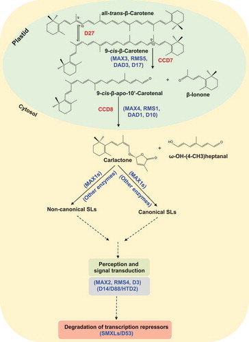 Figure 1. Biosynthesis, perception and signaling pathways of strigolactones (Adapted and modified fromCitation6). SL biosynthesis involves sequential actions of an isomerase DWARF27 (D27) and two CAROTENOID CLEAVAGE7Citation7 (CCD7) and CCD8, which take place within plastids, and Cytochrome P450 (711 clade) and other enzymes in the cytosol (red enzymes on solid arrows). D27 catalyzes the reversible isomerization of all-trans- into 9-cis-β-carotene that is converted by CCD7 and CCD8 into carlactone, a key intermediate in SL biosynthesis. Cytochrome P450 enzymes (MAX1) in the cytosol further convert carlactone into non-canonical and canonical SLs. The F-box D3 (MAX2) and D14 proteins are required for SL perception and signal transduction (dashed arrow), which triggers SL response. The transcriptional repressors SMXLs/D53 further involves in the polyubiquitination of D14 and SMXLs/D53 and in the 26S proteasomal degradation (dashed arrow).