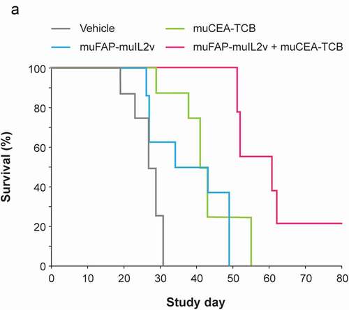 Figure 5. Efficacy in combination with a TDCC-competent antibody. muFAP-muIL2v (2 mg/kg IV once weekly) was administered in combination with the TDCC-competent antibody muCEA-TCB (2.5 mg/kg IV twice weekly) in the inflamed orthotopic Panc02-CEA model in CEA transgenic C57BL/6 mice (n = 8 mice per group). Treatments (four in total) started 7 days after tumor cell injection