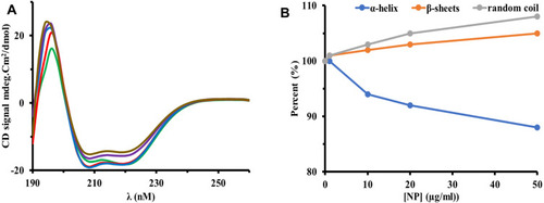 Figure 5 (A) CD spectra, (B) quantified CD data of HSA after interaction with different concentrations [0 µg/mL (blue), 1 µg/mL (red), 10 µg/mL (green), 20 µg/mL (purple), 50 µg/mL (brown)] of Co3O4 NPs.