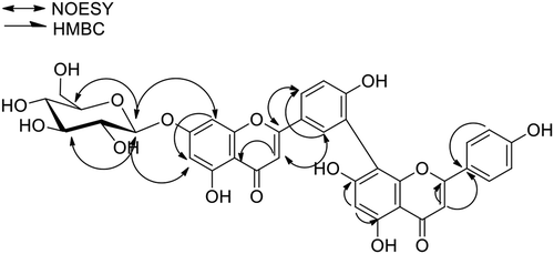 Figure 2. Selected HMBC and NOESY correlations of amentoflavone-7-O-β-D-glucoside (9).