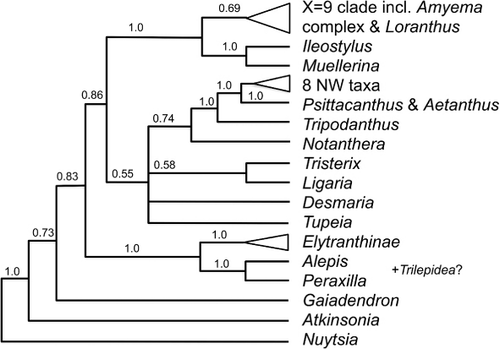 Figure 13 A summary of relationships within Loranthaceae (modified from Vidal-Russel & Nickrent Citation2008) based on data from matK, trnL–F, rbcL and SSU rDNA; PP shown for clades.