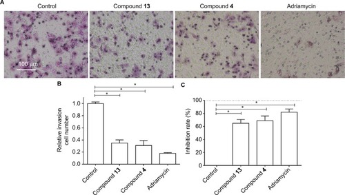 Figure 4 Compound 4 or 13 inhibited the in vitro migration growth of MDA-MB-231 cells.Notes: MDA-MB-231 cells were treated with IC50 of compound 4, compound 13, or adriamycin for 24 hours. Then, the cells were harvested for transwell experiments to reveal the in vitro migration of MDA-MB-231 cells. Results are shown as follows: (A) photographs, (B) relative migration number, or (C) inhibition rate of compound 4, compound 13, or adriamycin on MDA-MB-231’s in vitro migration. *P<0.05.