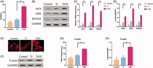 Figure 2. The effect of TiO2 nanotubes on the osteogenic differentiation of BMSCs and F-actin expression. Rat BMSCs were cultured on the surface of pure titanium and TiO2 nanotubes for 7 days. (A) The expression level of ALP in the three groups. (B) Western blot results show that TiO2 nanotubes can promote the expression of osteogenic differentiation markers (OCN, OPN, RUNX2). (C) Quantitative analysis of the results in (B). (D) The results of qRT-PCR show that TiO2 nanotubes up-regulate the gene expression levels of OCN, OPN and RUNX2. (E) Confocal laser scanning microscope observed the F-actin (red) fluorescence staining results of the three groups of BMSCs. Scale bars = 25 μm. The expression of F-actin in the TiO2 group was significantly higher than that in the pure titanium group. (F) Western blot results show that TiO2 nanotubes can up-regulate the protein level of F-actin. (G) Quantitative analysis of the results in (E). (H) Quantitative analysis of the results in (F). p < .05 (*) was considered as significant.