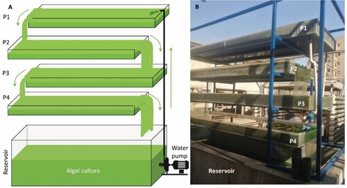 Figure 1. Net-house photobioreactor diagram (A) and real view (B) showing the four plates (P1-P4).