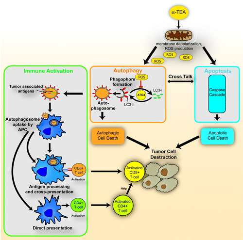 Figure 1. α-TEA-mediated antitumor activity is mediated by three mechanisms. First, α-TEA targets tumor cell mitochondria and generates reactive oxygen species (ROS), and causes membrane depolarization resulting in activation of the intrinsic apoptotic pathway (blue). Second, α-TEA triggers tumor cell autophagy and autophagic death (orange) that in addition to apoptotic cell death contributes to tumor cell destruction. Autophagosome formation requires lipidated LC3-II that is generated from LC3-I through attachment of a phosphatidylethanolamine (PE) residue. ATG4 catalyzes an earlier step needed for this PE conjugation, but also acts as a deconjugating enzyme for recycling LC3-I. Oxidation of ATG4 by ROS inhibits the delipidation of LC3, thus promoting accumulation of LC3-II and autophagosomes. Third, α-TEA also activates a tumor-specific immune response (green) by generation of autophagosomes containing tumor antigens that are taken up by professional antigen-presenting cells (APC). After processing, tumor antigens are either cross-presented to CD8+ T cells or directly presented to CD4+ T cells. The resulting antitumor T cell response is the third front of attack of the tumor leading to its destruction.