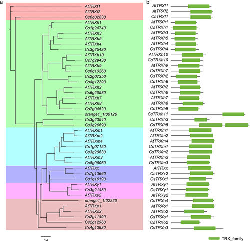 Figure 1. Phylogenetic and conserved domain analysis of thioredoxin (TRX) members identified in Arabidopsis thaliana, Citrus sinensis genomes. (a) phylogenetic analysis; (b) conserved domain exhibition. Sequence alignment was conducted using MAFFT. The phylogenetic tree was constructed using the maximum likelihood method by IQ-tree.