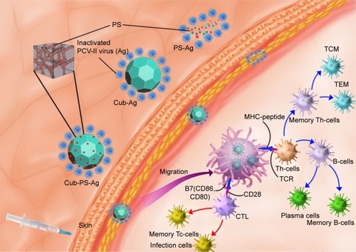 Figure 9 The possible mechanism of Cub-PS action as vaccine adjuvants.Notes: Cub-PS was mixed with inactivated PCV-II viruses and the Cub-PS-Ag formulation is formed. After subcutaneous injection of Cub-PS-Ag formulation, APCs, especially DCs located in the subcutaneous region, can phagocytose the Cub-PS-Ag, process the antigens during the migration to secondary lymph nodes, and become mature. At this moment, DCs present the MHC–peptide complex to T-cells at lymph nodes. CD80 and CD86 are highly expressed on the surface of DCs. Subsequently, some of the T- and B-cells become memory cells and protect the organism upon a second encounter with the same pathogen.Abbreviations: Ag, antigen; CTL, cytotoxic T-lymphocyte; Cub-Ag, mixture of cubosomes and Ag; Cub-PS-Ag, mixture of cubosome-polysaccharide nanoparticles and Ag; DC, dendritic cell; MHC, major histocompatibility complex; PCV, porcine circovirus; PS-Ag, mixture of PS and Ag; TCM, central memory T-cells; TCR, T-cell receptor; TEM, effector memory T-cells; Th-cells, T-helper cells; Tc-cells, cytotoxic T cells.