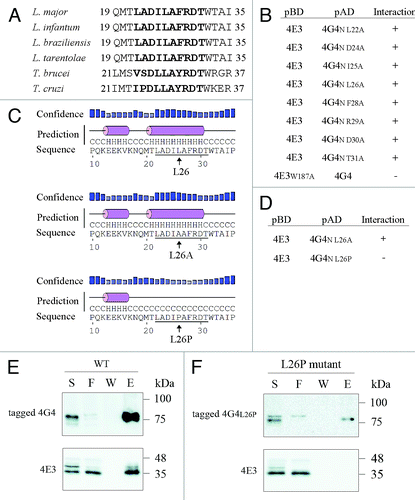 Figure 9. LeishIF4E-3 binding depends on the structure of the conserved peptide rather than on its sequence. (A) Multiple sequence alignment of the LeishIF4E-3 binding region in LeishIF4G-4 derived from different trypanosomatid species [L. major (LmjF36.6060), L. infantum (LinJ.36.6320), L. braziliensis (LbrM.35.6370), L. tarentolae (LtaP36.6220), T. brucei (Tb11.01.2330) and T. cruzi (Tc00.1047053510285.100)]. The amino acids of the fragment that was shown to be essential for binding are shown in bold. (B) Point mutation analysis of LeishIF4G-4 amino acids 22–31, using yeast two-hybrid assays. Wild type YRG2 cells were co-transfected with plasmids encoding the AD and BD fusion proteins. The AD sequence was fused to the complete open reading frame of LeishIF4G-4 and to its N-terminus LeishIF4G-4-N (1–78), as well as to LeishIF4G-4-N (1–78) carrying the following mutations: L22A, D24A, I25A, L26A, F28A, R29A, D30A and T31A. The BD sequence was fused to wild type LeishIF4E-3 and to the LeishIF4E-3(W187A) mutant. The ability (+) or inability (-) of the yeast strains to growth on restrictive medium are marked in the Interaction column. (C) Secondary structure prediction of the LeishIF4G-4 region found to be essential for binding of LeishIF4E-3, as generated by the PsiPred server. Alpha helices (H) are shown as purple cylinders, and the confidence of the prediction is shown above (higher and darker blue columns represent higher confidence). Predictions are shown for the wild type sequence, as well as for the L26A and L26P mutants. (D) Mutational analysis of L26 in LeishIF4G-4 using a yeast two-hybrid assay. The assays were performed as described in B. The AD sequence was fused to the LeishIF4G-4-N (1–78) fragment carrying the L26A and L26P mutations. The BD sequence was fused to LeishIF4E-3. The yeast growth on plates is shown in Figure S2 and expression of the exogenous proteins in the transfected yeast strains is shown in Figure S1. (E) Transgenic L. amazonensis cells expressing SBP-tagged LeishIF4G-4 or LeishIF4G-4(L26P) were grown under normal conditions. Following washes and cell disruption, protein complexes were affinity-purified over streptavidin-sepharose, separated by SDS-PAGE and immunoblotted with antibodies against LeishIF4G-4 or LeishIF4E-3. The lanes were loaded with 1% [supernatant (S), flow through (F)] or with 20% [wash (W), elution (E)] of the total experimental sample.