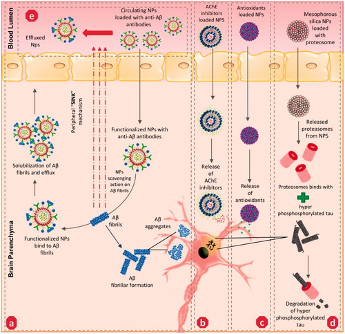 Figure 3. Potential mechanism of action adapted by various nanoparticles-mediated drug delivery to the targeted site of action associated with AD – nanotherapeutics: (a) anti-Aβ – functionalized NPs involves in solubilization and clearance of Aβ fibrils/aggregates, (b) AChE inhibitors loaded NPs targeting cholinergic system impairment, (c) Antioxidants loaded NPs targeting oxidative stress milieu, (d) Proteasomes loaded NPs targeting hyper-phosphorylated tau proteins, (e) anti-Aβ loaded circulating NPs initiate ‘sink mechanism’ – by captivating the Aβ fibrils from the brain to the effluence blood circulation. AChE: Acetylcholinesterase; Aβ-: amyloid beta fragment.