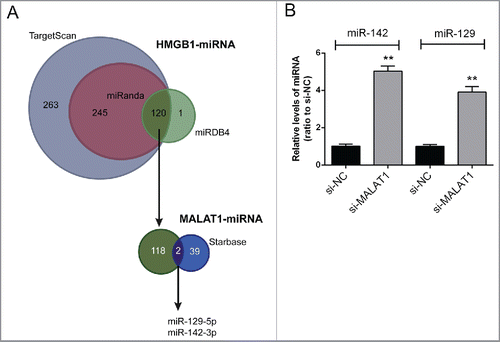 Figure 2. miR-142–3p/miR-129–5p correlated with MALAT1 and HMGB1. (A) By using TargetScan, miRanda and miRDB4 online prediction tools, candidate miRNAs that may bind to HMGB1 3′UTR were scanned out; among which 2 miRNAs were finally chosen for further experiments by using starBase. (B) The expression levels of miR-142–3p and miR-129–5p in Saos2 cells were determined in response to MALAT1 knockdown using real-time PCR. The data were presented as mean ± SD of 3 independent experiments.