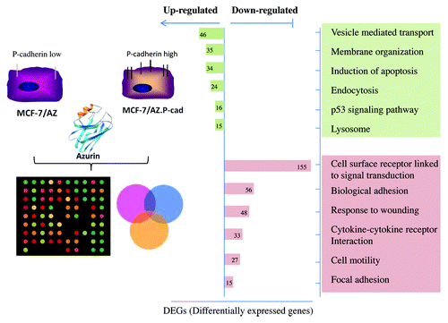 Figure 3. Array-based gene expression profile of azurin treated breast cancer cells.Citation48 A genome-wide expression analysis of azurin-treated cells, reveals that azurin upregulated endocytic processes, concomitantly with the decrease in the expression of cell surface receptors and associated signaling, and decreased adhesion to the Extracellular Matrix (ECM).