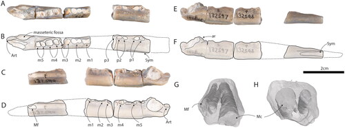 Fig. 2. AM F132596-9, dentary of Opalios splendens gen. et sp. nov. in A, B, occlusal, C, D, buccal, and E, F, lingual views. The internal morphology of the mandibular canal is shown in both G, distal oblique and H, mesial oblique views. G and H are not to scale. Art = articular facet of dentary. Mc = mandibular canal. Mf = mental foramen. Sym = symphysis.