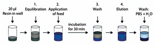 Figure 6 Schematic description of fouling of MabSelect SuRe resin in PreDictor plates by repeated bind-elute cycles. Steps 1 and 3 show equilibration or wash with PBS (20 mM phosphate, 0.15 M NaCl, pH 7.4). In step 2, harvested cell culture fluid with mAb was added to the resin and incubation was done for 30 min. In step 4, the bound mAb was eluted with 0.1 M sodium citrate pH 3.5. Steps 1–4 were repeated ten times, corresponding to ten chromatography cycles. In each step, mixing was done and centrifugation was used for liquid removal between each step.