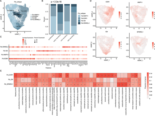 Figure 5 Fibroblast cell clusters in human endometrium. (A) UMAP plot of fibroblast cells color-coded according to the assigned cell subtypes. (B) The cell fractions of different fibroblast cell types originating from different phases of menstrual cycle. (C) Bubble plots showing the expression levels of genes highly expressed in corresponding fibroblast subtypes. (D) UMAP plot, color-coded for relative expression (lowest expression to highest expression, white to red) of marker genes. (E) Heat map showing the differences of pathway activities among fibroblast subtypes.