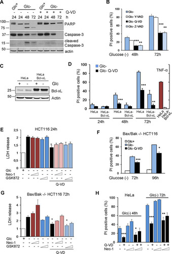 FIG 1 Glucose deprivation induces apoptosis and necrosis in human tumor cell lines. (A) HeLa cells were plated at 20% confluence in 60-mm dishes, and 24 h later, they were incubated with (Glc+) or without (Glc−) glucose for the indicated times in the presence of DMSO (Q-VD−) or Q-VD (Q-VD+). Western blotting of caspase-3 and PARP is shown. (B) HeLa cells were incubated in the presence or absence of glucose plus DMSO, Y-VAD, Q-VD, or Z-VAD and collected to determine PI incorporation by FACS analysis at the indicated time points. The averages and SEM of data from at least three experiments are shown. (C and D) HeLa and HeLa-Bcl-xL cells were plated at 20% confluence in 12-well plates, and 24 h later, they were incubated without glucose for 24, 48, and 72 h or with TNF plus cycloheximide for 24 h and subjected to Western blotting (C) or collected to determine PI incorporation by FACS (D). The averages and SEM of data from at least three experiments are shown. (E) HCT116 cells were incubated in the presence or absence of glucose plus DMSO, Q-VD, necrostatin-1 (40 or 100 μM), and/or a RIPK3 inhibitor (1 or 3 μM) as indicated and collected for an LDH test at 24 h. The averages and SEM of data from three experiments are shown. (F) Bax/Bak−/− HCT116 cells were plated at 20% confluence in 60-mm dishes, and 24 h later, they were incubated without glucose in the presence or absence of Q-VD and collected to determine PI incorporation by FACS analysis at the indicated time points. The averages and SEM of data from three experiments are shown. (G) Bax/Bak−/− HCT116 cells were incubated in the presence or absence of glucose plus DMSO, Q-VD, necrostatin-1 (40 or 100 μM), and/or a RIPK3 inhibitor (1 or 3 μM) as indicated and collected for an LDH test at 72 h. The averages and SEM of data from at least three experiments are shown. (H) HeLa cells were incubated in the absence of glucose plus DMSO, Q-VD, or necrostatin-1 or a combination of Q-VD and necrostatin-1 (1 or 3 μM) and collected for PI analysis by FACS analysis at the indicated time points. The averages and SEM of data from at least three experiments are shown. *, P < 0.05; **, P < 0.01; ***, P < 0.001.