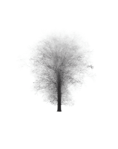 Figure 2. One Trees. Composite 3-D laser scan of all forty-three trees in the allée.