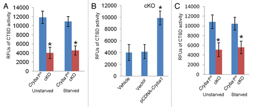 Figure 8. Decreased CTSD activity in RPE deficient of Cryba1. (A) CTSD activity in primary cultures of RPE cells from cKO mice was only about a third of normal. Starvation (St) to induce autophagy had no effect. (B) Overexpression of CRYBA1 in the cKO cells restored CTSD activity to the normal range. (C) CTSD activity was decreased by about 50% in freshly isolated RPE/choroid preparations from cKO mice as compared with Cryba1fl/fl samples. Activity was not significantly affected by induction of autophagy in vivo. Graphs show mean values and error bars represent s.d. from a triplicate experiment representative of at least 3 independent experiments. Statistical analysis was performed by a 2-tailed Student t test: *P < 0.05.
