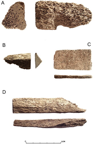 Fig 7 Worked whale bone specimens analysed using ZooMS. (A) SOU1553 F147; (B) SOU30 F1068; (C) SOU1484 F70; (D) SOU31 F2083. Photograph by I Riddler.