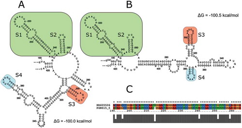 Fig. 5 (Colour online) Comparison of the nucleotide sequence and predicted secondary structures of the ‘branched’ moieties in the loop rich regions (LRRs) of AHVd RNA sequences of the AHVd RNA-PG representative isolate NS15-5 (a) and the AHVd RNA-F representative variant KR605506 (b). Nucleotides 179–422 and 178–424 were used in an independent RNAfold analysis with analogous stem/loop structures indicated (S1–S4). An alignment comparing the portion of (a) and (b) found in the green box (S1 and S2) is shown in (c). Minimum free energies are also shown.