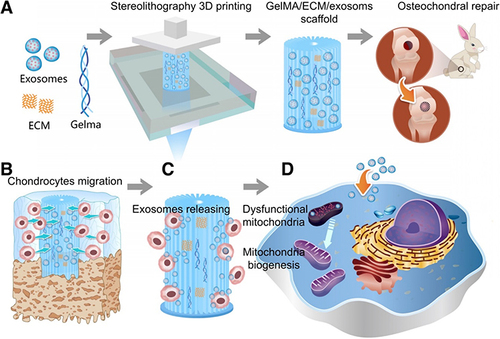 Figure 5 Schematic representation of the one-step DDS designed to facilitate osteochondral defect regeneration. The DDS involves stereolithography-based bioprinting of ECM/gelatin methacryloyl/exosome construct, followed by implantation into the osteochondral defect. (A) Utilizing stereolithography, an ECM combined with Gelatin Methacryloyl and exosome-based bioprinting is employed, followed by the implantation of the construct into the osteochondral defect. (B) Chondrocytes are observed migrating to the regions of the defect. (C) The controlled administration of exosomes is achieved through the use of 3D printed scaffolds. (D) The scaffolds lead to enhanced mitochondrial biogenesis in chondrocytes. Reproduced under the terms of a Creative Commons Attribution 4.0 International License from Chen P, Zheng L, Wang Y, et al. Desktop-stereolithography 3D printing of a radially oriented extracellular matrix/mesenchymal stem cell exosome bioink for osteochondral defect regeneration. Theranostics. 2019;9(9):2439–2459.Citation78 Copyright 2019, The Authors.