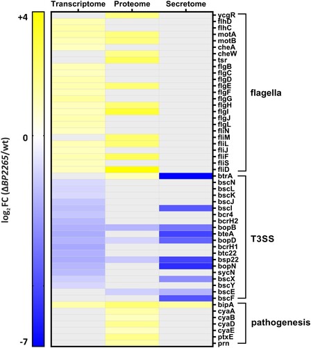 Figure 2. Heatmap showing flagellar, T3SS, and virulence genes displaying significantly altered omics profiles. The graph shows significant log2 fold changes (FC) in transcriptomic/proteomic profiles of genes/proteins that were downregulated (blue) or upregulated (yellow) in the ΔBP2265 mutant compared to the wt strain. Transcriptome; gray filled cells indicate that the change in expression of the corresponding gene was not significant. Proteome and secretome; gray filled cells indicate that the change in abundance of the corresponding protein was not significant or the protein was not detected by mass spectrometry.