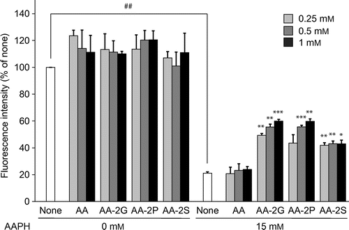 Fig. 2. Cytoprotective effects of AA and the AA derivatives against AAPH-Induced oxidative stress.Note: Plated cells (1.0 × 104 cells/well) were cultured for 24 h. The cells were then incubated with the indicated concentrations of AA and the AA derivatives in the presence and absence of AAPH (15 mM). After 24-h incubation, cell viability was determined by using calcein-AM. Data are presented as the mean of three independent experiments. Bars indicate SD. ##p < 0.01 (Dunnett’s T3-test). *p < 0.05, **p < 0.01, ***p < 0.001 (Dunnett’s T3-test) vs. AAPH alone.